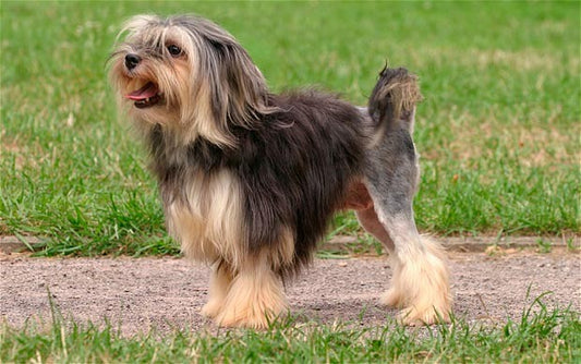 Rare Dog Breeds You May Have Never Heard About