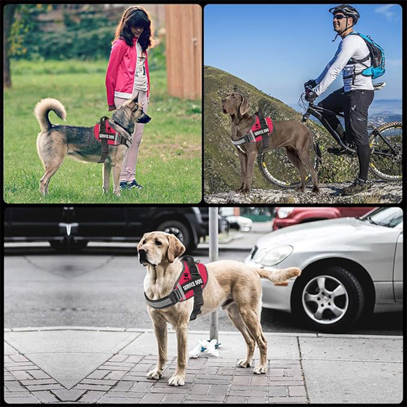 HARNESS BIKZEN Pro 2.0