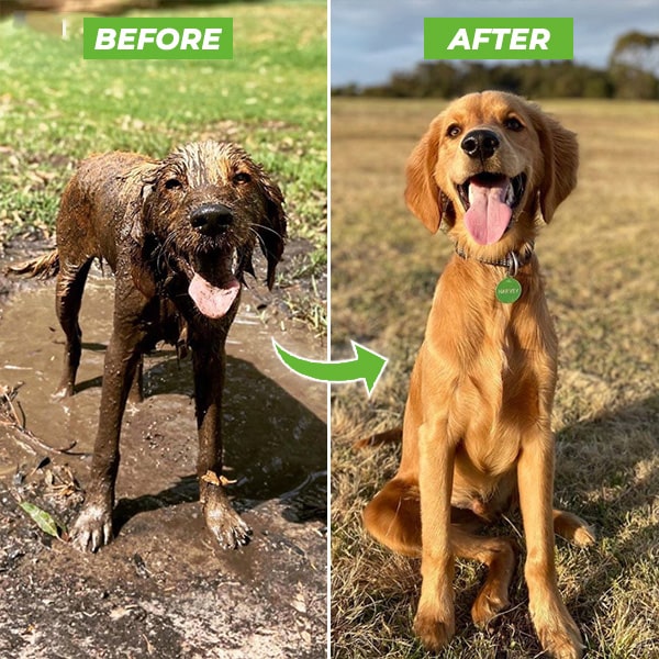 PetSpaJet™-Dog Washer