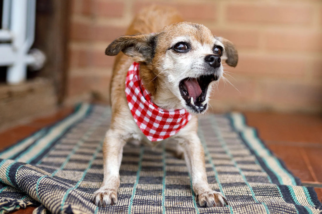 Why do dogs bark?