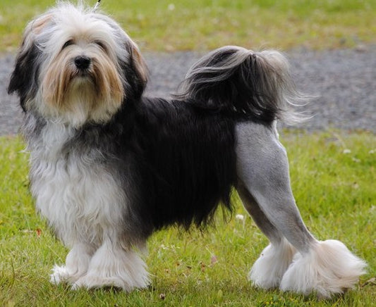 Most Expensive Dog Breeds In The World