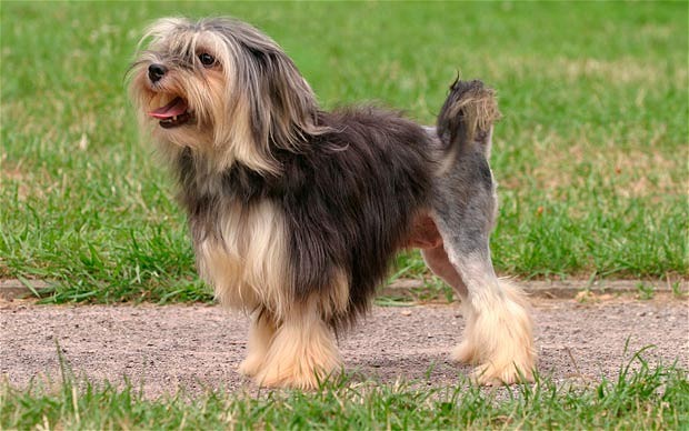 Rare Dog Breeds You May Have Never Heard About
